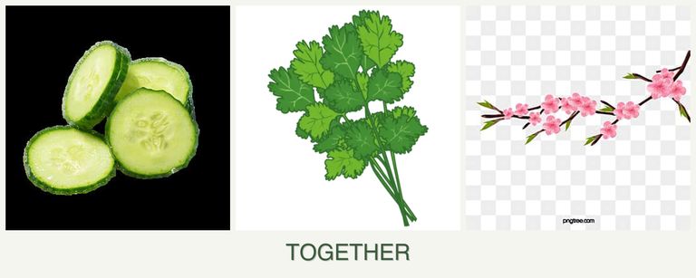 Can you plant cucumbers, cilantro and peaches together?