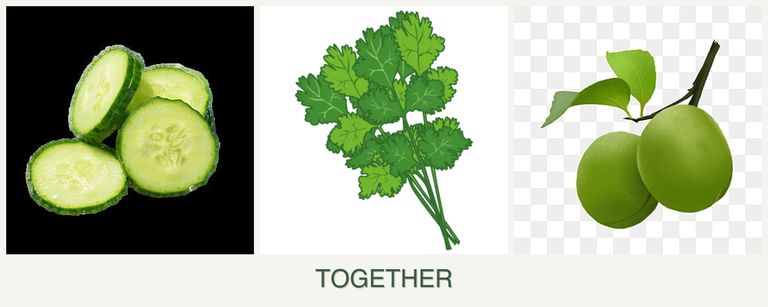 Can you plant cucumbers, cilantro and plums together?