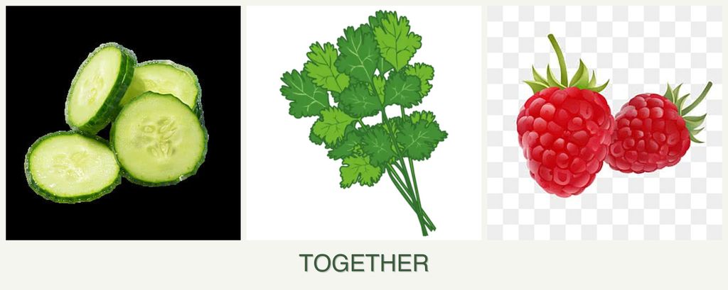 Can you plant cucumbers, cilantro and raspberries together?