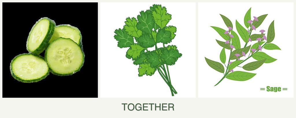 Can you plant cucumbers, cilantro and sage together?