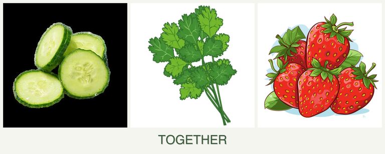 Can you plant cucumbers, cilantro and strawberries together?