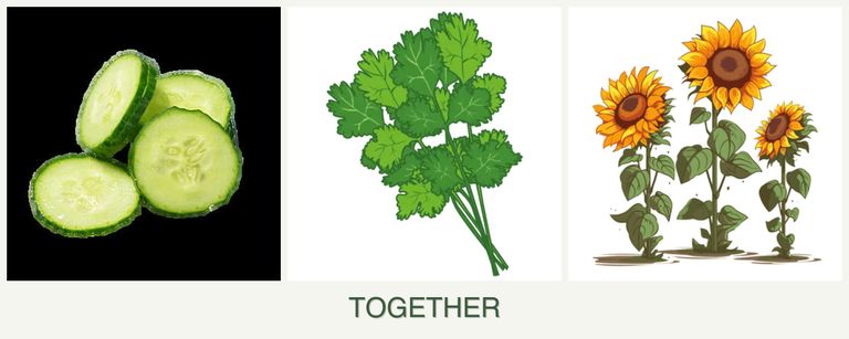 Can you plant cucumbers, cilantro and sunflowers together?