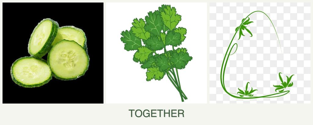 Can you plant cucumbers, cilantro and tarragon together?
