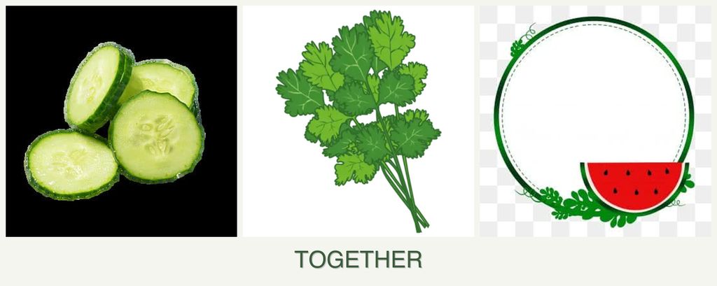 Can you plant cucumbers, cilantro and watermelons together?