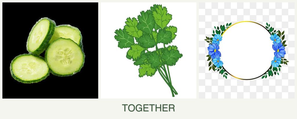 Can you plant cucumbers, cilantro and zinnias together?