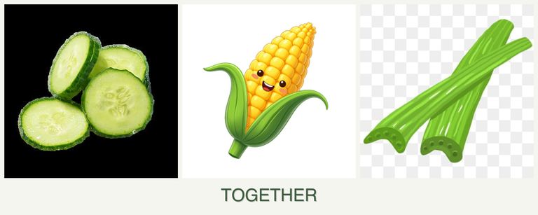 Can you plant cucumbers, corn and celery together?