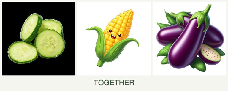 Can you plant cucumbers, corn and eggplant together?