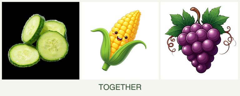 Can you plant cucumbers, corn and grapes together?