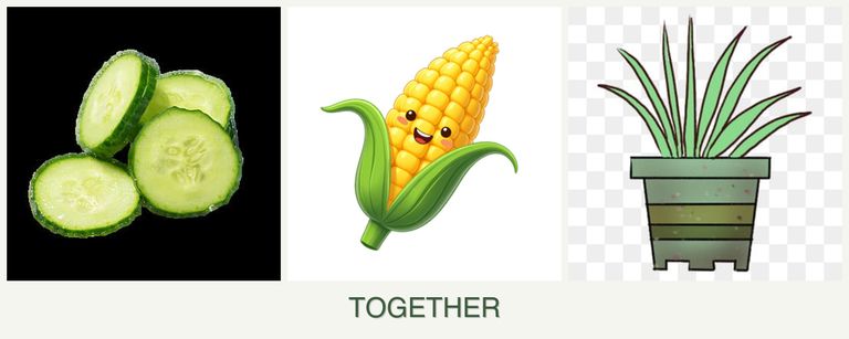 Can you plant cucumbers, corn and lemongrass together?