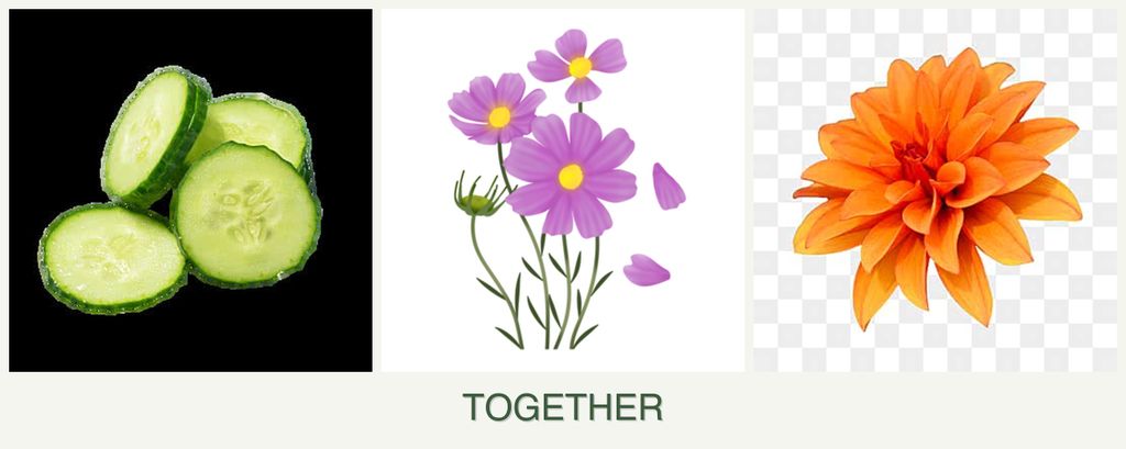 Can you plant cucumbers, cosmos and dahlias together?