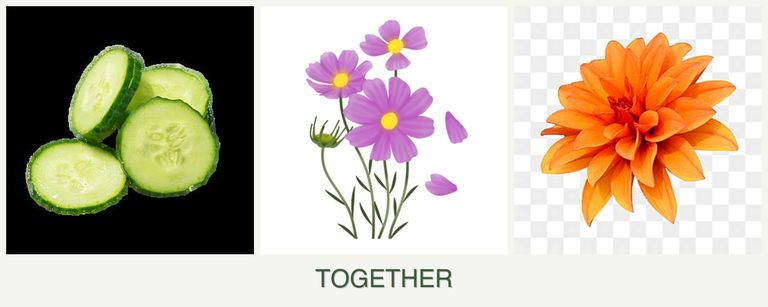Can you plant cucumbers, cosmos and dahlias together?