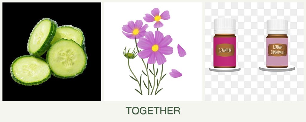 Can you plant cucumbers, cosmos and geraniums together?