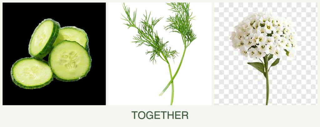 Can you plant cucumbers, dill and alyssum together?