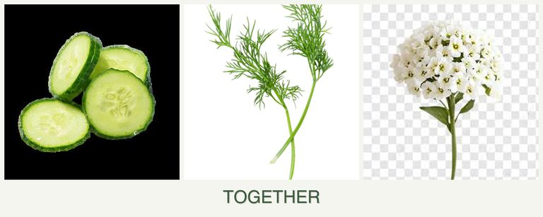 Can you plant cucumbers, dill and alyssum together?