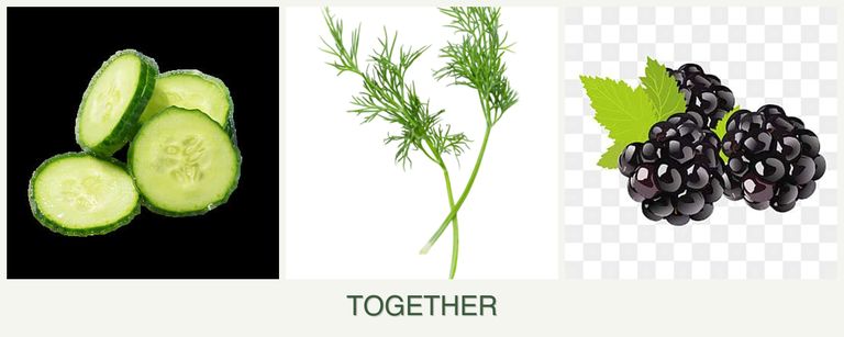 Can you plant cucumbers, dill and blackberries together?