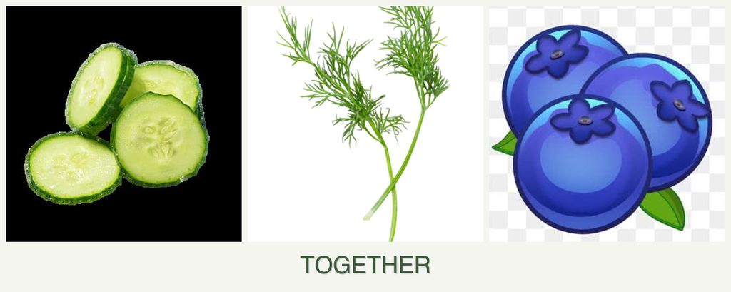 Can you plant cucumbers, dill and blueberries together?