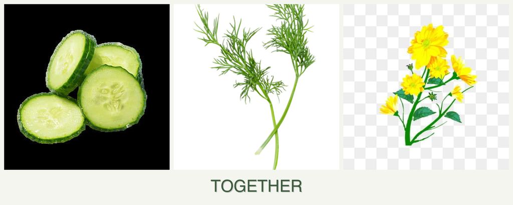 Can you plant cucumbers, dill and calendula together?