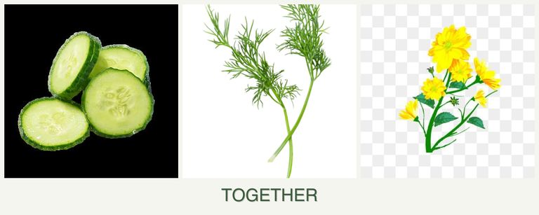 Can you plant cucumbers, dill and calendula together?
