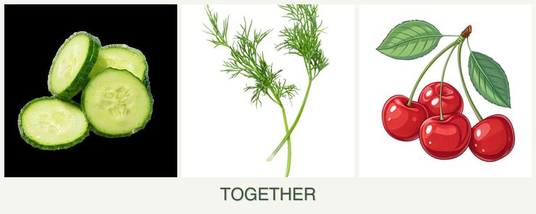 Can you plant cucumbers, dill and cherries together?