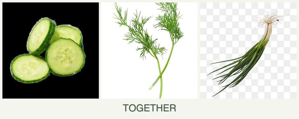 Can you plant cucumbers, dill and chives together?