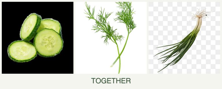 Can you plant cucumbers, dill and chives together?
