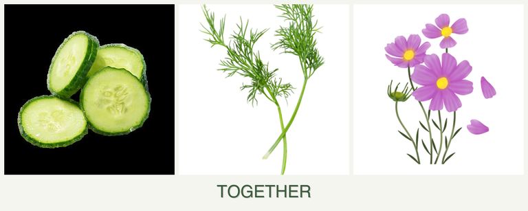 Can you plant cucumbers, dill and cosmos together?
