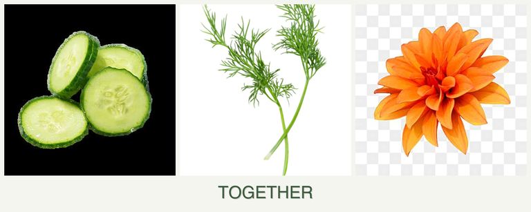 Can you plant cucumbers, dill and dahlias together?