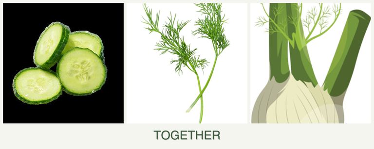 Can you plant cucumbers, dill and fennel together?