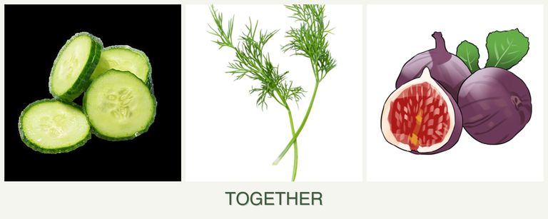 Can you plant cucumbers, dill and figs together?