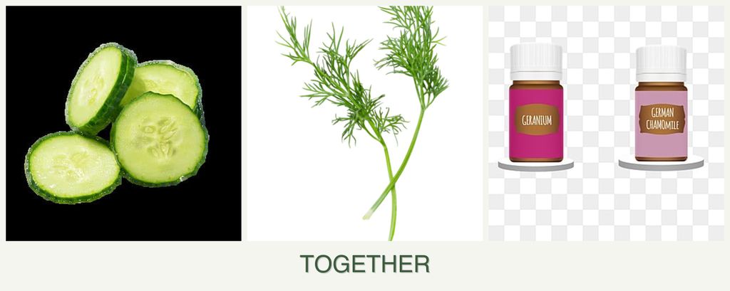 Can you plant cucumbers, dill and geraniums together?