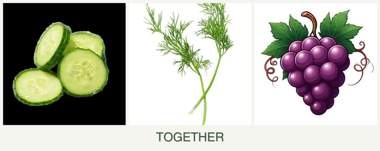 Can you plant cucumbers, dill and grapes together?