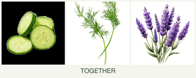 Can you plant cucumbers, dill and lavender together?
