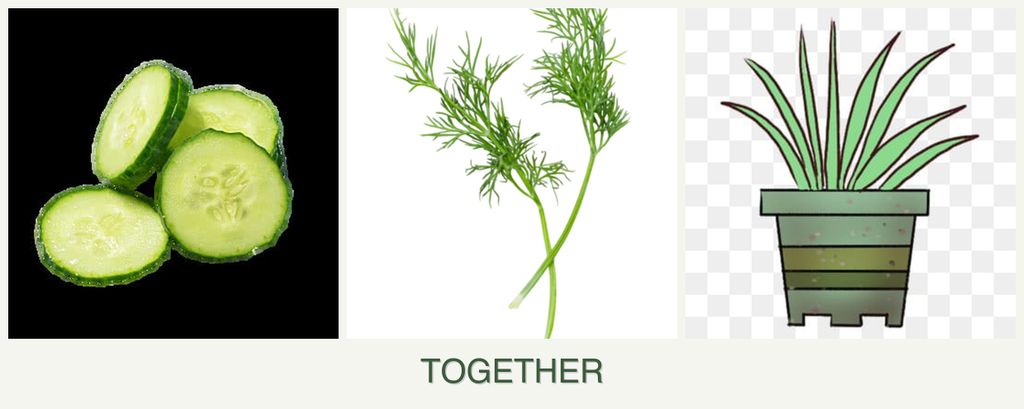 Can you plant cucumbers, dill and lemongrass together?