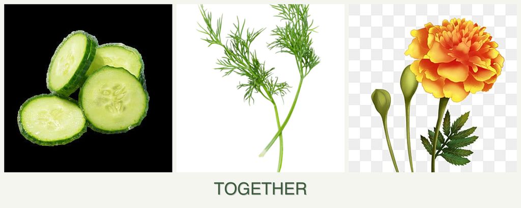 Can you plant cucumbers, dill and marigolds together?