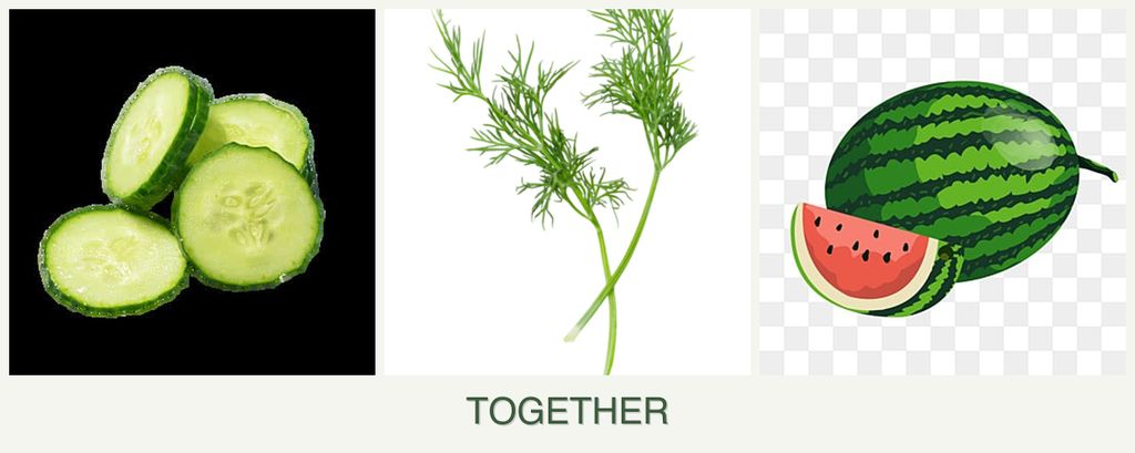 Can you plant cucumbers, dill and melons together?