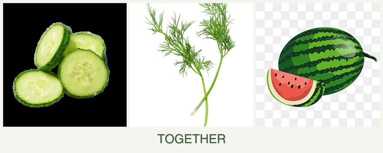 Can you plant cucumbers, dill and melons together?
