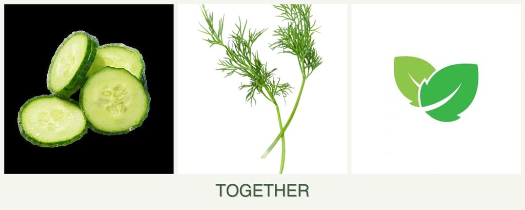 Can you plant cucumbers, dill and mint together?
