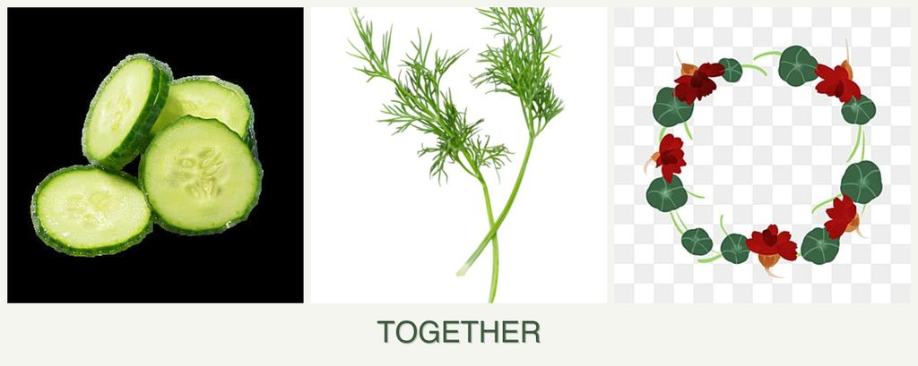 Can you plant cucumbers, dill and nasturtiums together?