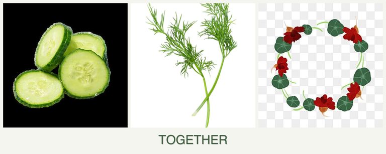 Can you plant cucumbers, dill and nasturtiums together?