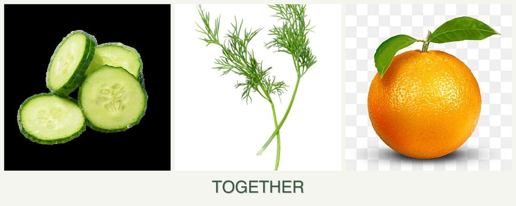 Can you plant cucumbers, dill and oranges together?