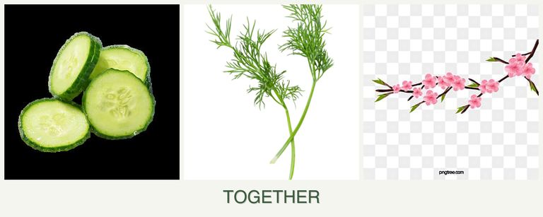 Can you plant cucumbers, dill and peaches together?