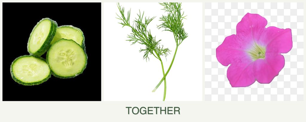 Can you plant cucumbers, dill and petunias together?