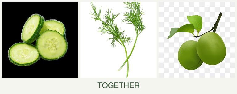 Can you plant cucumbers, dill and plums together?