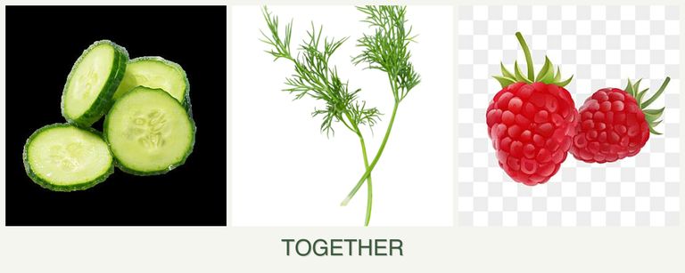 Can you plant cucumbers, dill and raspberries together?