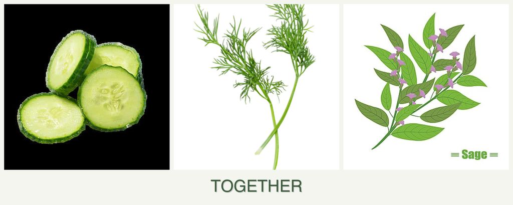 Can you plant cucumbers, dill and sage together?
