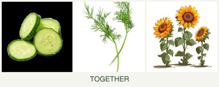 Can you plant cucumbers, dill and sunflowers together?