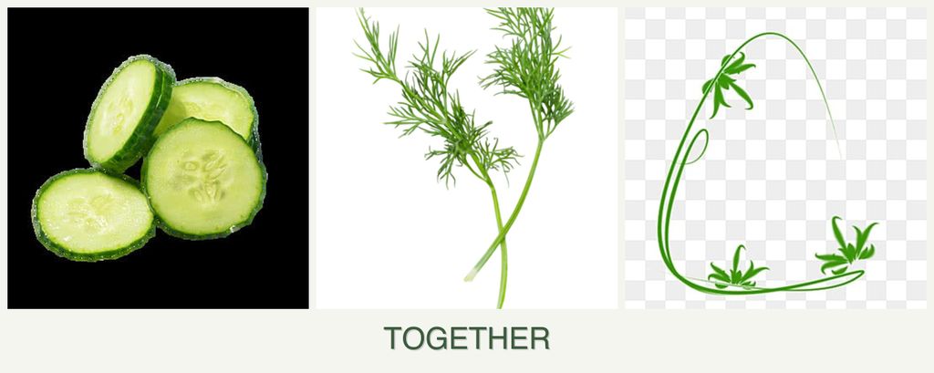 Can you plant cucumbers, dill and tarragon together?