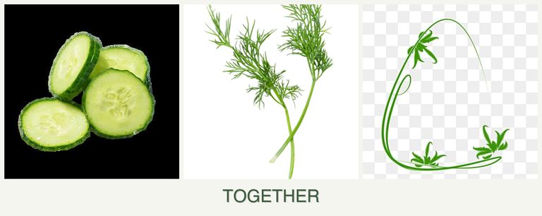 Can you plant cucumbers, dill and tarragon together?