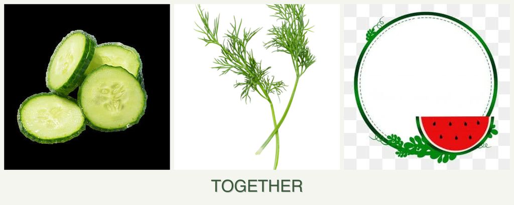 Can you plant cucumbers, dill and watermelons together?