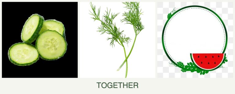 Can you plant cucumbers, dill and watermelons together?